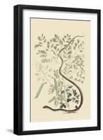 Spotted Ribbon Snake-Mark Catesby-Framed Art Print