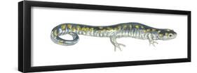 Spotted Salamander (Ambystoma Maculatum), Amphibians-Encyclopaedia Britannica-Framed Poster