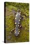 Spotted Salamander in Early Spring Migration-null-Stretched Canvas