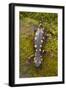 Spotted Salamander in Early Spring Migration-null-Framed Photographic Print