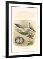 Spotted Sandpiper Nest and Eggs-null-Framed Art Print