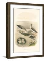 Spotted Sandpiper Nest and Eggs-null-Framed Art Print