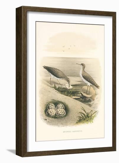 Spotted Sandpiper Nest and Eggs-null-Framed Art Print