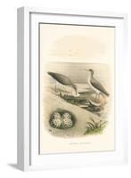 Spotted Sandpiper Nest and Eggs-null-Framed Art Print