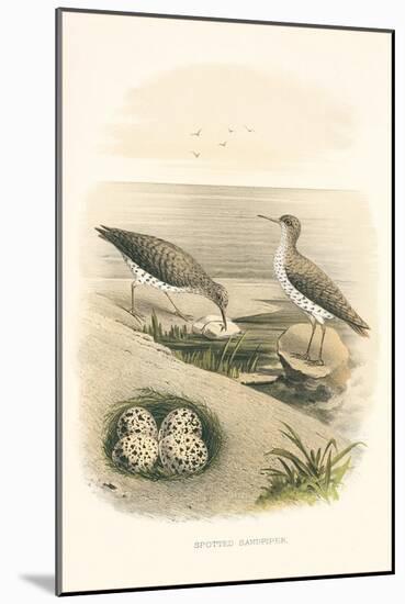 Spotted Sandpiper Nest and Eggs-null-Mounted Art Print
