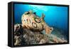 Spotted sea hare, Costa Amalfitana, Italy, Tyrrhenian Sea-Franco Banfi-Framed Stretched Canvas