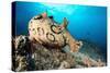 Spotted sea hare, Costa Amalfitana, Italy, Tyrrhenian Sea-Franco Banfi-Stretched Canvas