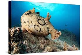 Spotted sea hare, Costa Amalfitana, Italy, Tyrrhenian Sea-Franco Banfi-Stretched Canvas