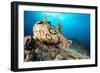 Spotted sea hare, Costa Amalfitana, Italy, Tyrrhenian Sea-Franco Banfi-Framed Photographic Print