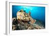 Spotted sea hare, Costa Amalfitana, Italy, Tyrrhenian Sea-Franco Banfi-Framed Photographic Print