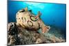 Spotted sea hare, Costa Amalfitana, Italy, Tyrrhenian Sea-Franco Banfi-Mounted Photographic Print