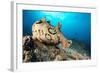 Spotted sea hare, Costa Amalfitana, Italy, Tyrrhenian Sea-Franco Banfi-Framed Photographic Print