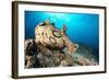 Spotted sea hare, Costa Amalfitana, Italy, Tyrrhenian Sea-Franco Banfi-Framed Photographic Print