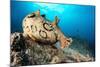 Spotted sea hare, Costa Amalfitana, Italy, Tyrrhenian Sea-Franco Banfi-Mounted Photographic Print