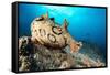 Spotted sea hare, Costa Amalfitana, Italy, Tyrrhenian Sea-Franco Banfi-Framed Stretched Canvas