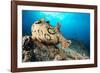 Spotted sea hare, Costa Amalfitana, Italy, Tyrrhenian Sea-Franco Banfi-Framed Photographic Print