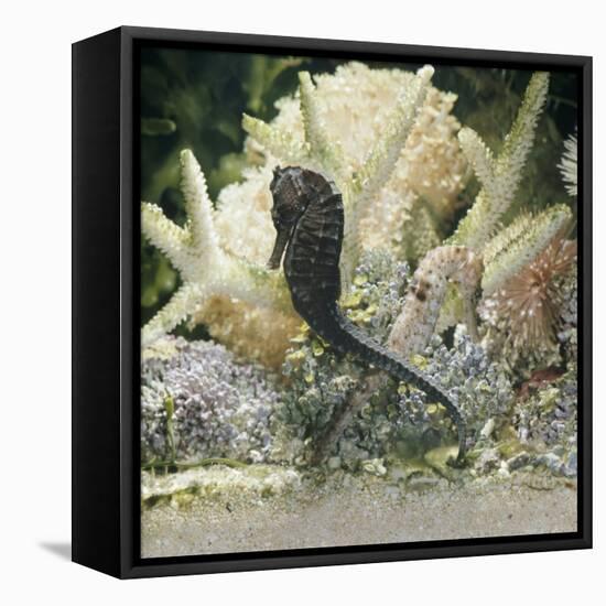 Spotted Seahorse Dark and Light Colour Phases, on Coral Reef, from Indo-Pacific-Jane Burton-Framed Stretched Canvas