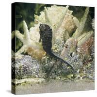 Spotted Seahorse Dark and Light Colour Phases, on Coral Reef, from Indo-Pacific-Jane Burton-Stretched Canvas