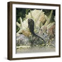 Spotted Seahorse Dark and Light Colour Phases, on Coral Reef, from Indo-Pacific-Jane Burton-Framed Photographic Print