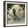 Spotted Seahorse Dark and Light Colour Phases, on Coral Reef, from Indo-Pacific-Jane Burton-Framed Photographic Print