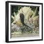 Spotted Seahorse Dark and Light Colour Phases, on Coral Reef, from Indo-Pacific-Jane Burton-Framed Photographic Print