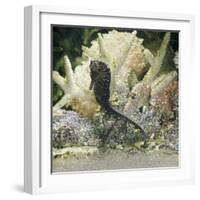 Spotted Seahorse Dark and Light Colour Phases, on Coral Reef, from Indo-Pacific-Jane Burton-Framed Photographic Print