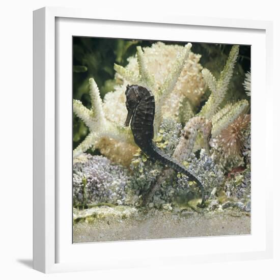 Spotted Seahorse Dark and Light Colour Phases, on Coral Reef, from Indo-Pacific-Jane Burton-Framed Photographic Print