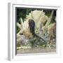 Spotted Seahorse Dark and Light Colour Phases, on Coral Reef, from Indo-Pacific-Jane Burton-Framed Photographic Print