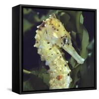 Spotted Seahorse Light Colour Phase, Head Portrait, from Indo-Pacific-Jane Burton-Framed Stretched Canvas