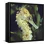 Spotted Seahorse Light Colour Phase, Head Portrait, from Indo-Pacific-Jane Burton-Framed Stretched Canvas