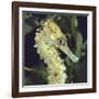 Spotted Seahorse Light Colour Phase, Head Portrait, from Indo-Pacific-Jane Burton-Framed Photographic Print