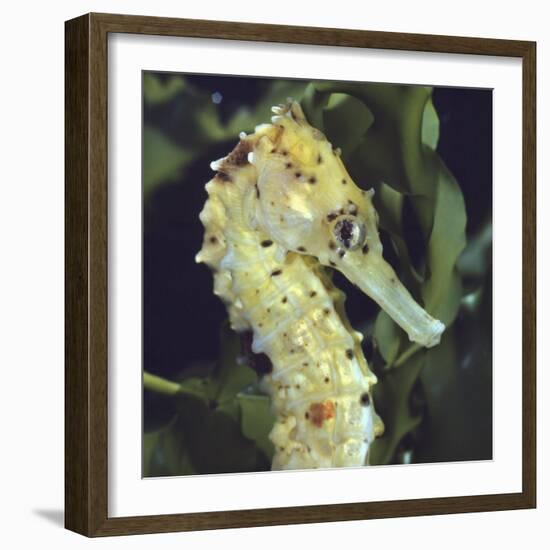 Spotted Seahorse Light Colour Phase, Head Portrait, from Indo-Pacific-Jane Burton-Framed Photographic Print