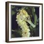 Spotted Seahorse Light Colour Phase, Head Portrait, from Indo-Pacific-Jane Burton-Framed Photographic Print