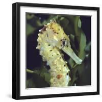 Spotted Seahorse Light Colour Phase, Head Portrait, from Indo-Pacific-Jane Burton-Framed Photographic Print