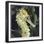 Spotted Seahorse Light Colour Phase, Head Portrait, from Indo-Pacific-Jane Burton-Framed Photographic Print