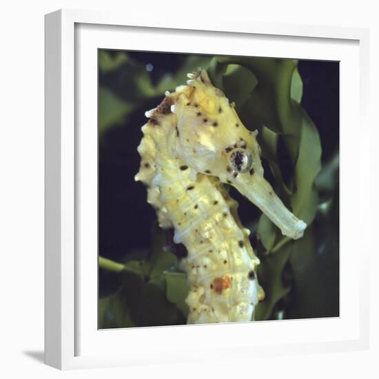 Spotted Seahorse Light Colour Phase, Head Portrait, from Indo-Pacific-Jane Burton-Framed Photographic Print