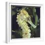 Spotted Seahorse Light Colour Phase, Head Portrait, from Indo-Pacific-Jane Burton-Framed Photographic Print