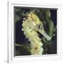 Spotted Seahorse Light Colour Phase, Head Portrait, from Indo-Pacific-Jane Burton-Framed Photographic Print