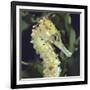 Spotted Seahorse Light Colour Phase, Head Portrait, from Indo-Pacific-Jane Burton-Framed Photographic Print