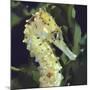 Spotted Seahorse Light Colour Phase, Head Portrait, from Indo-Pacific-Jane Burton-Mounted Photographic Print