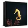 Spotted Seahorse on Gorgonian Coral, from Indo-Pacific-Jane Burton-Framed Stretched Canvas