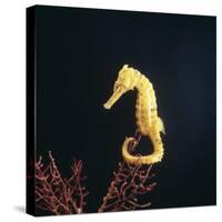 Spotted Seahorse on Gorgonian Coral, from Indo-Pacific-Jane Burton-Stretched Canvas