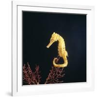 Spotted Seahorse on Gorgonian Coral, from Indo-Pacific-Jane Burton-Framed Photographic Print