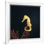 Spotted Seahorse on Gorgonian Coral, from Indo-Pacific-Jane Burton-Framed Photographic Print