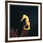 Spotted Seahorse on Gorgonian Coral, from Indo-Pacific-Jane Burton-Framed Photographic Print