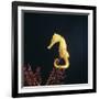 Spotted Seahorse on Gorgonian Coral, from Indo-Pacific-Jane Burton-Framed Photographic Print