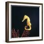 Spotted Seahorse on Gorgonian Coral, from Indo-Pacific-Jane Burton-Framed Photographic Print
