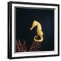 Spotted Seahorse on Gorgonian Coral, from Indo-Pacific-Jane Burton-Framed Photographic Print