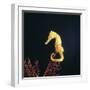 Spotted Seahorse on Gorgonian Coral, from Indo-Pacific-Jane Burton-Framed Photographic Print