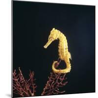 Spotted Seahorse on Gorgonian Coral, from Indo-Pacific-Jane Burton-Mounted Photographic Print